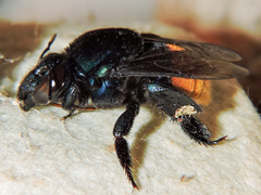 Eufriesea mexicana