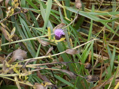Cirsium arvense integrifolium