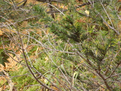 Abies sibirica