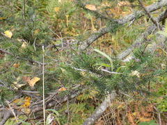 Abies sibirica