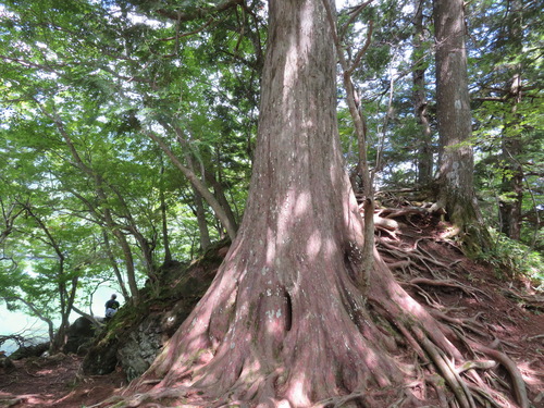 Thuja standishii, photograph 6