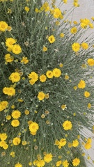 Baileya multiradiata