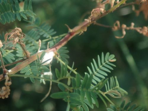 Image of Mimosa dysocarpa by no rights reserved