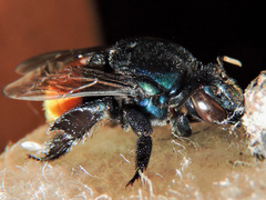 Eufriesea mexicana