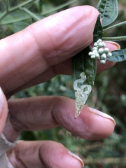 Liriomyza carphephori
