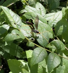 Megarhyssa atrata