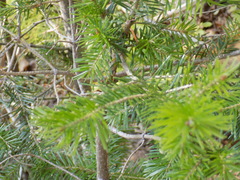 Abies sibirica