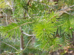 Abies sibirica