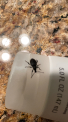 Otiorhynchus sulcatus