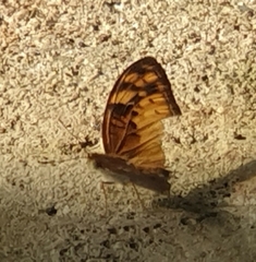 Vagrans sinha