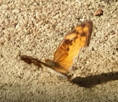 Vagrans sinha