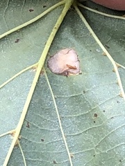 Phyllonorycter lucetiella
