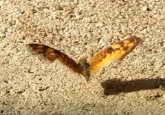 Vagrans sinha