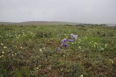 Gladiolus carinatus