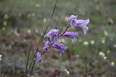 Gladiolus carinatus