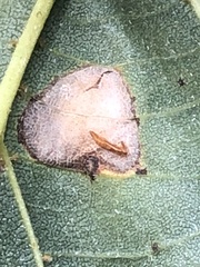 Phyllonorycter lucetiella