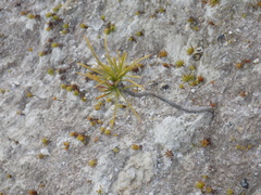 Pinus sibirica
