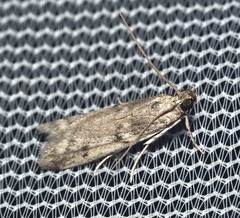 Phycitodes reliquellum