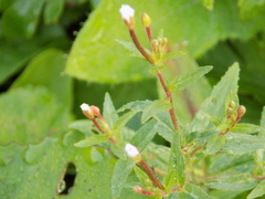 Epilobium pseudorubescens