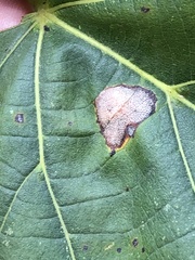 Phyllonorycter lucetiella