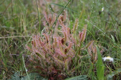 Drosera cistiflora