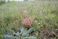 Drosera cistiflora
