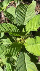 Psychotria tenuifolia