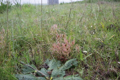 Drosera cistiflora