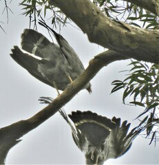 Polyboroides typus typus