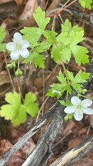 Geranium wislizeni