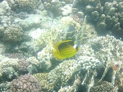 Chaetodon fasciatus