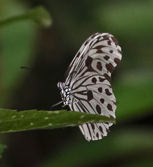 Ideopsis gaura