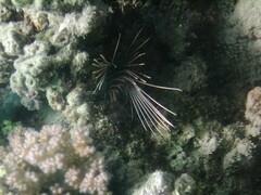 Pterois cincta