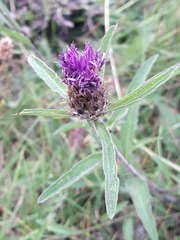 Centaurea nigra