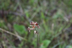Tulbaghia capensis