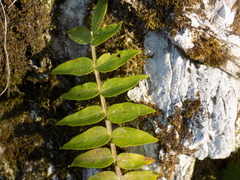 Polemonium caeruleum