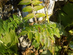 Polemonium caeruleum
