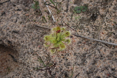 Drosera pauciflora