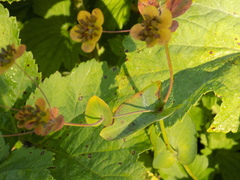Bupleurum aureum