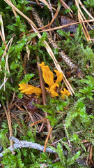 Calocera viscosa
