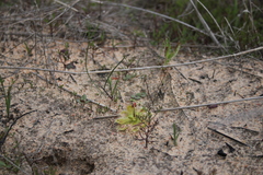 Drosera pauciflora