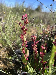 Tetragonia