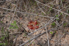 Drosera trinervia
