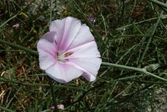 Convolvulus dorycnium