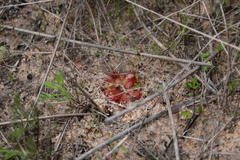 Drosera trinervia