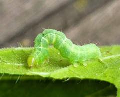 Plusiinae