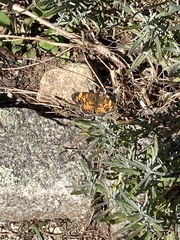Phyciodes cocyta