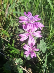Malva sylvestris