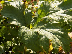 Heracleum dissectum
