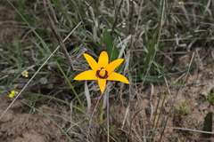 Pauridia canaliculata